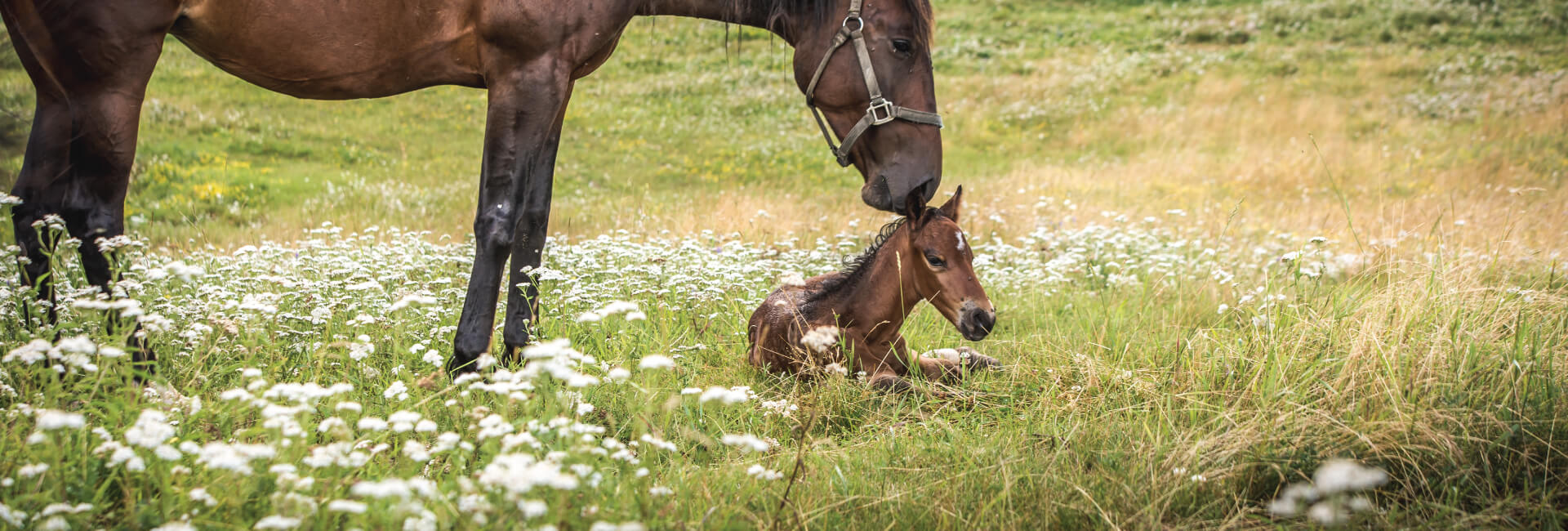 New Kleinburg nature-slider1.jpg